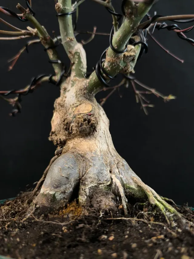 Bonsai Arce Deshojo