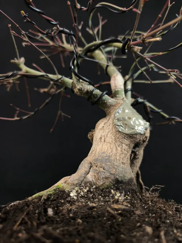 Bonsai Arce Deshojo