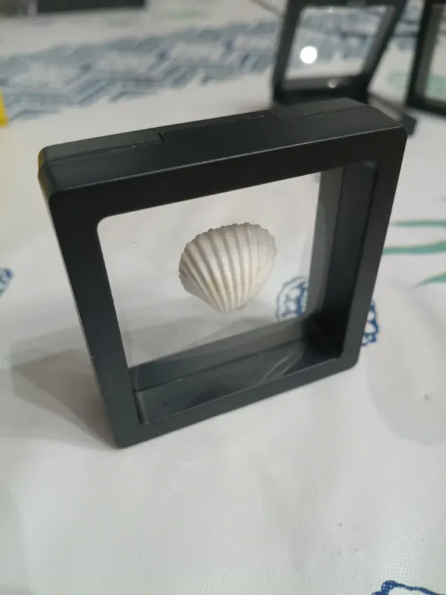 3/5 Marcos Elásticos Expositores