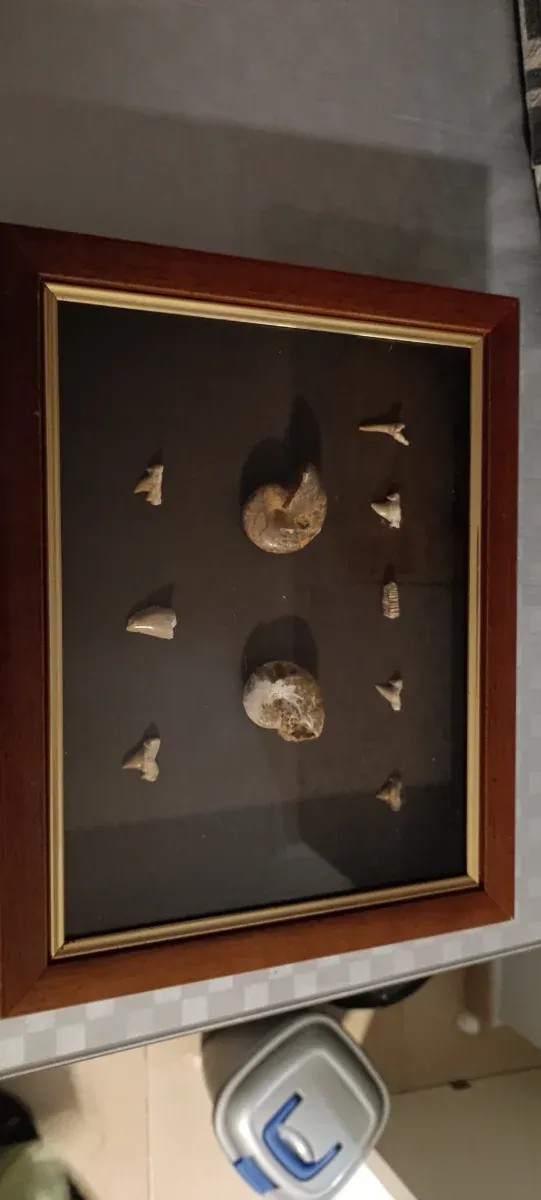 Marco con fósiles: dientes y amonites