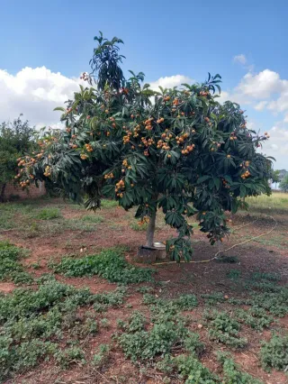 Parcela Urbanizable en Venta