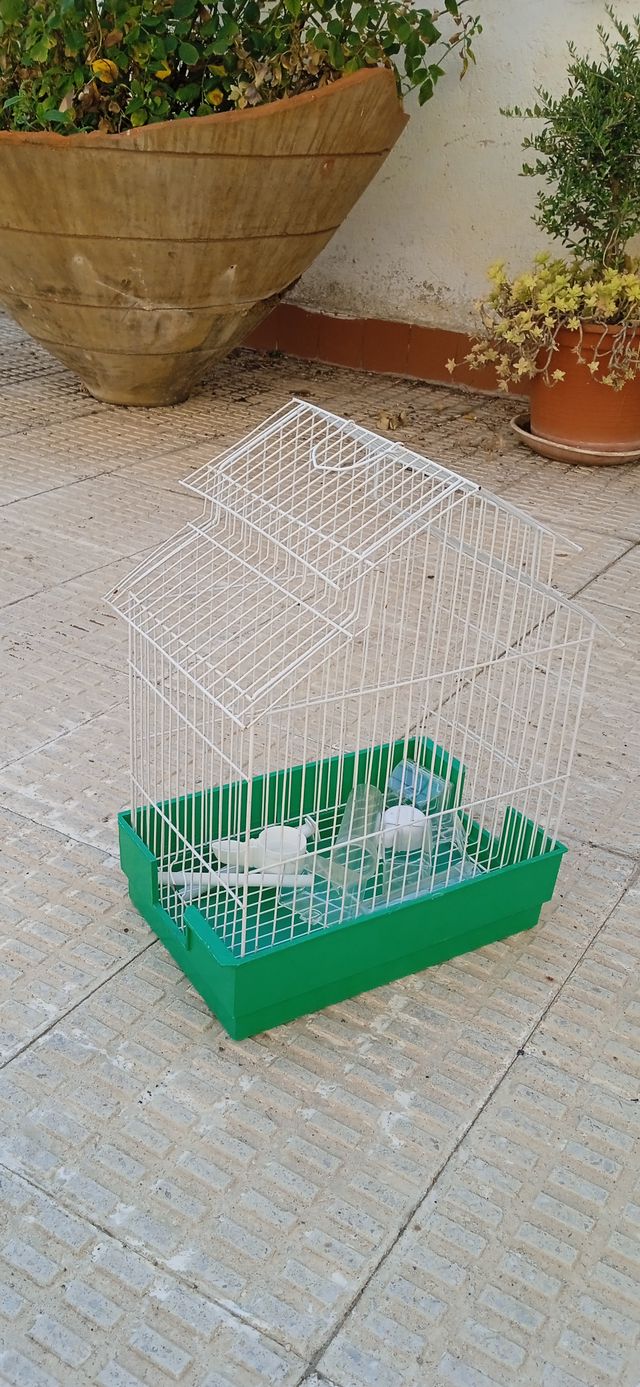 Gabbia per uccelli con base verde e struttura bianca