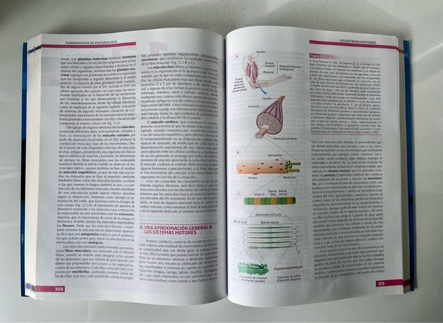 Fundamentos de Psicobiología