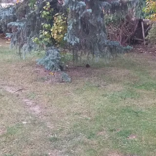 Hago todo tipo limpieza de jardinería