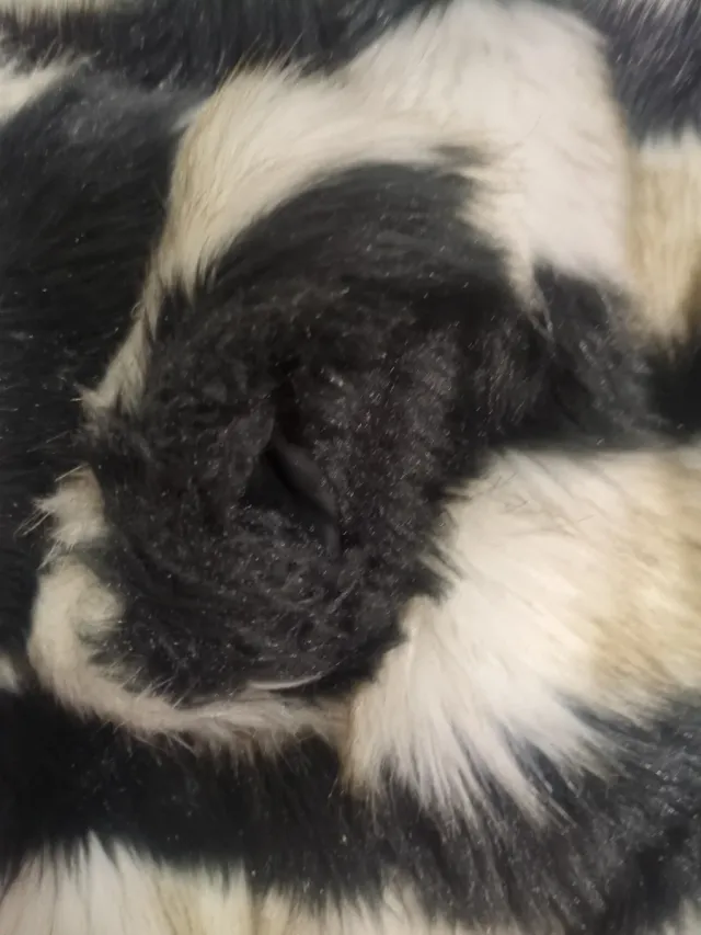 Abrigo pelo niña rayas beige y negro