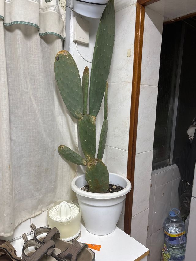 Planta de Tuna Grande en Maceta Blanca