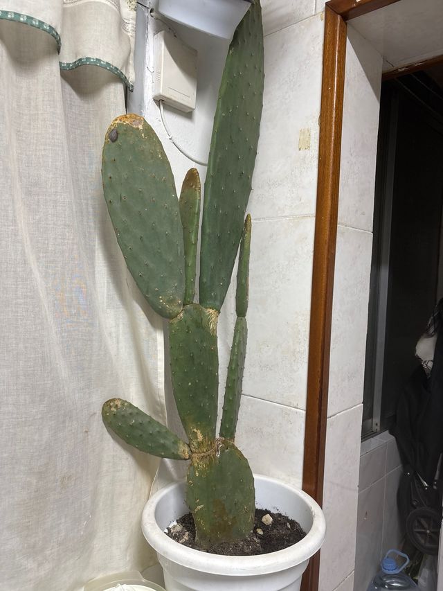 Planta de Tuna Grande en Maceta Blanca