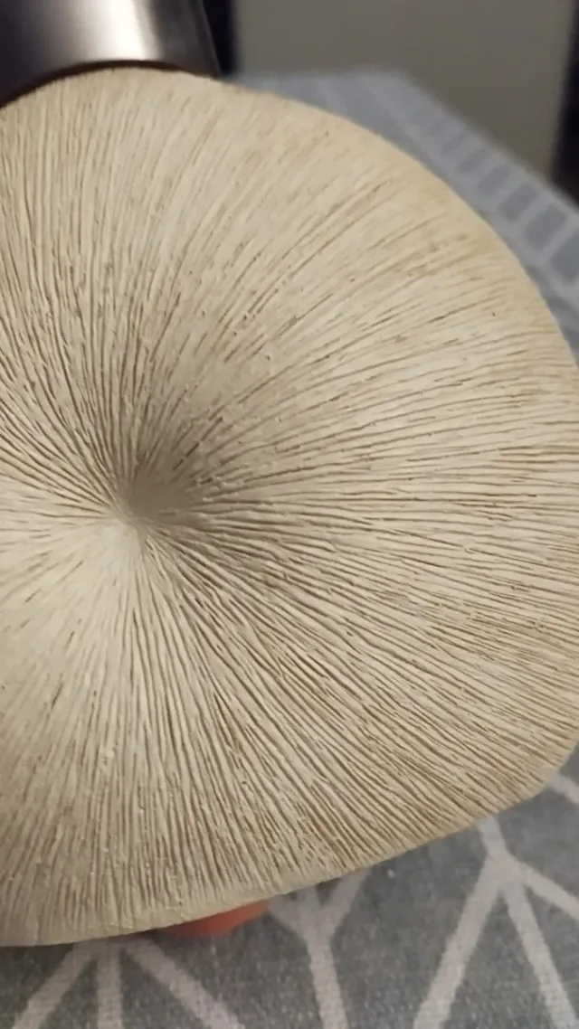 Dispensador de jabón beige y plateado