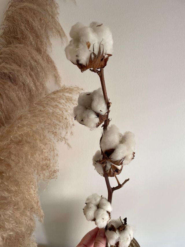 Ramas de algodón natural para decoración