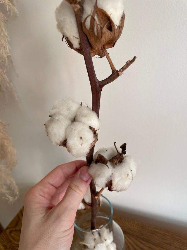 Ramas de algodón natural para decoración