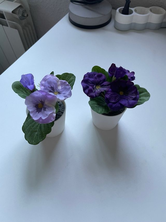 Plantas de decoración moradas y verdes