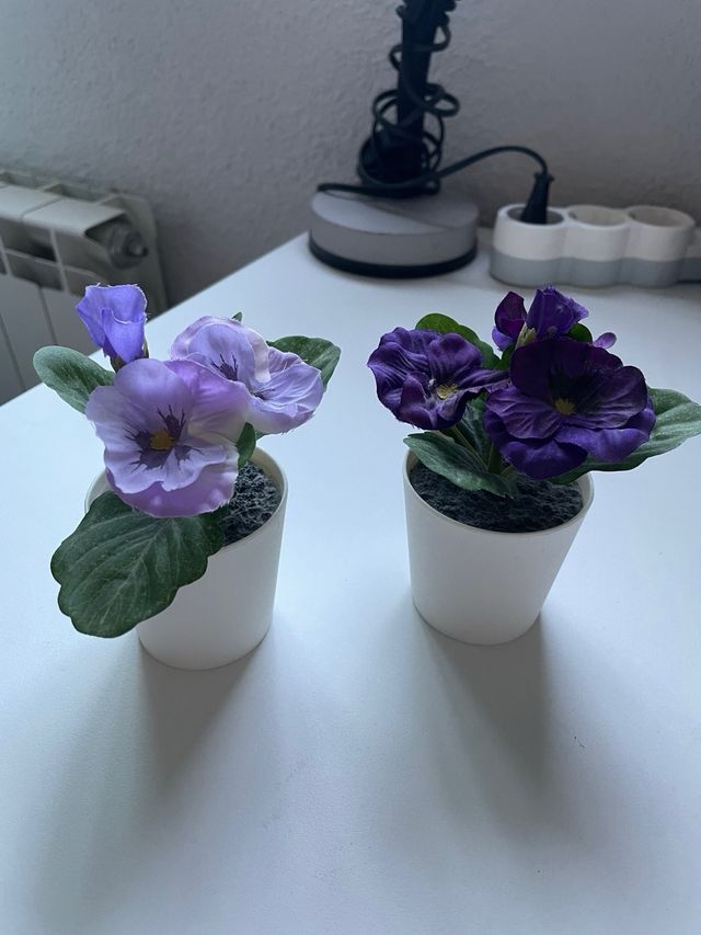 Plantas de decoración moradas y verdes