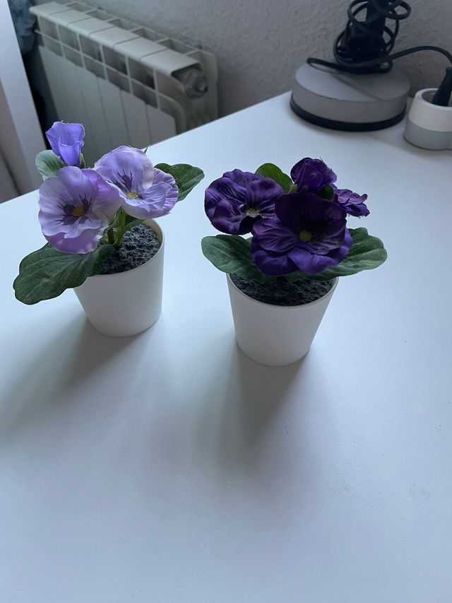 Plantas de decoración moradas y verdes