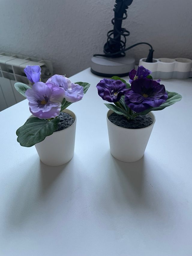 Plantas de decoración moradas y verdes
