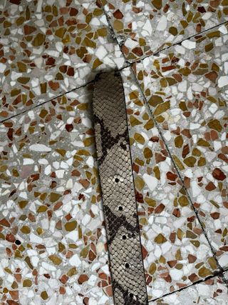 Cintura Guess Pelle Stampa Serpente 70cm