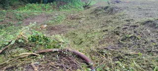 Se realizan desbroces y plantaciones de eucalipto.