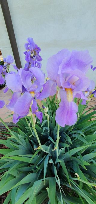 Super offerta 15 rizomi Iris pallida profumati