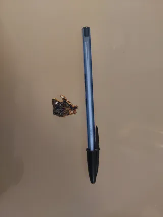 Pin Policía Nacional CNP Robot