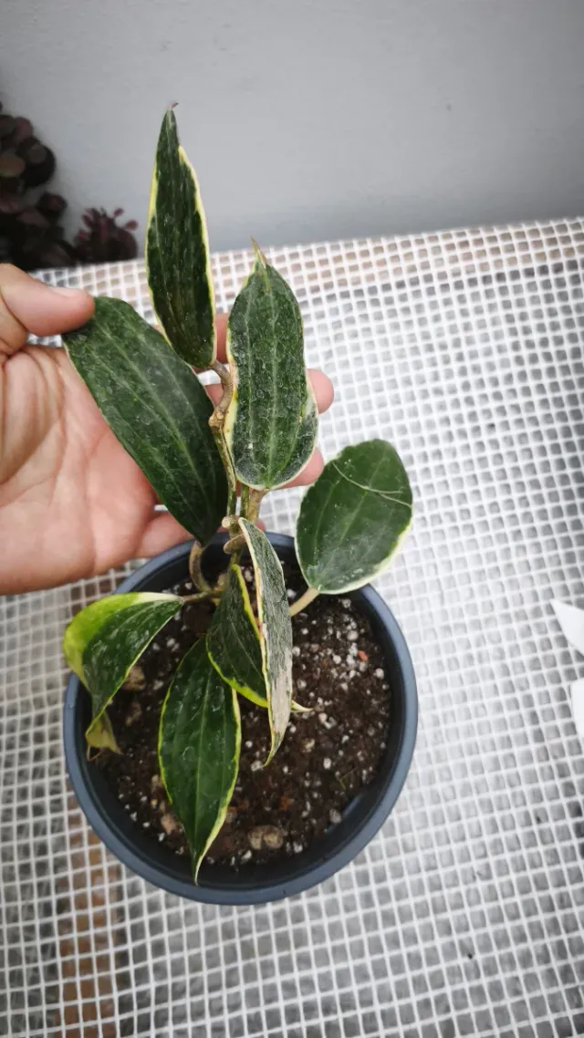 Hoya Latifolia Albomarginata Pianta