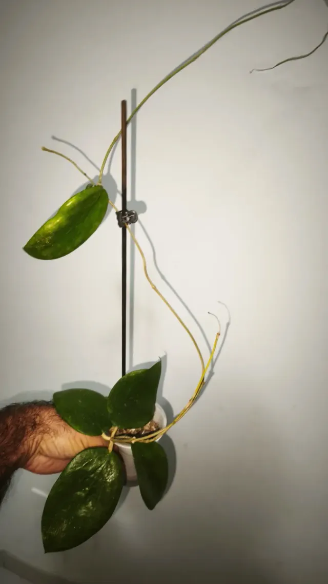 Hoya Aldrichii pianta fiore di cera