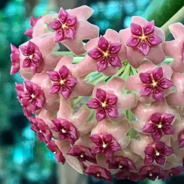 Hoya Aldrichii pianta fiore di cera
