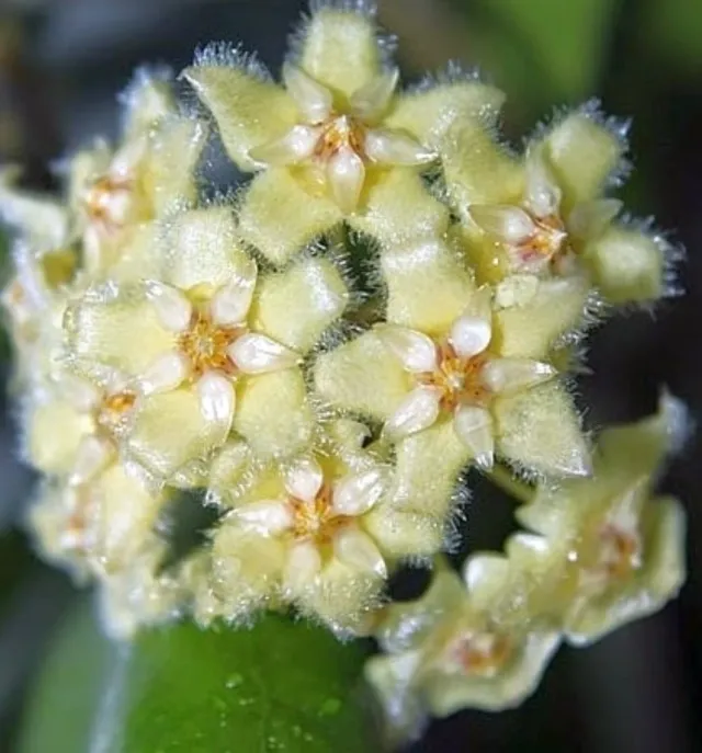 Hoya Erythrina in Lechuza PON