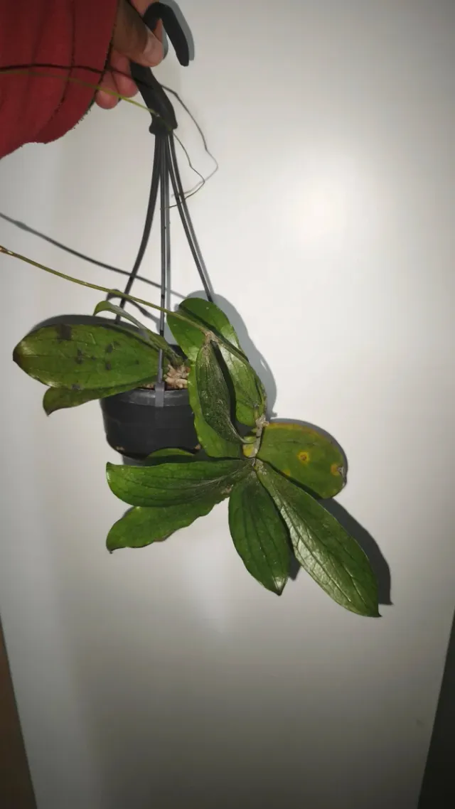 Hoya Erythrina in Lechuza PON