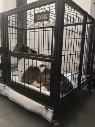 Cuccia/Gabbia Box/Kennel Animali/Cani/Gatti Usata