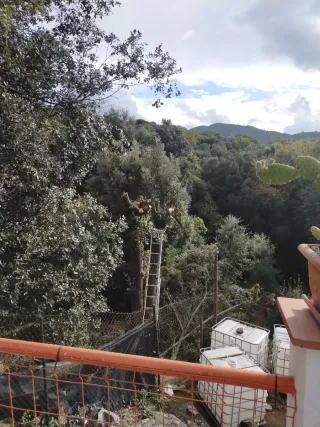 linpieza de parcelas