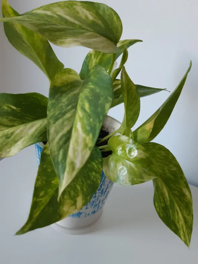 Potos en maceta de cerámica