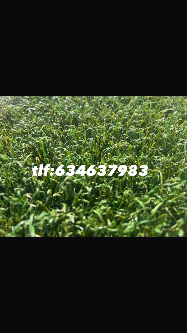 Cesped Artificial Reciclado