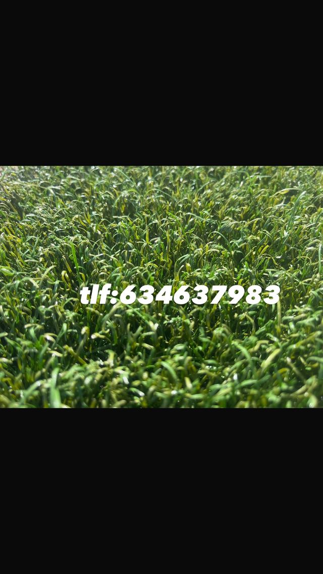 Cesped artificial reciclado