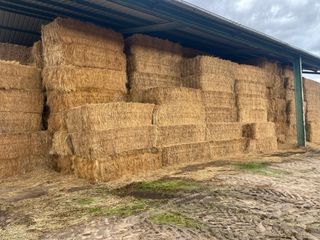 Alpacas de 6 cuerdas