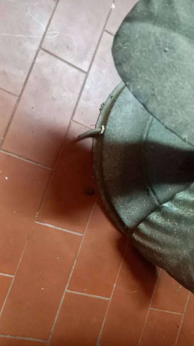 Lampada ferro battuto con vetro di Murano