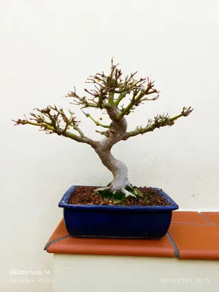 Acer yamamomiyi bonsai bien formado