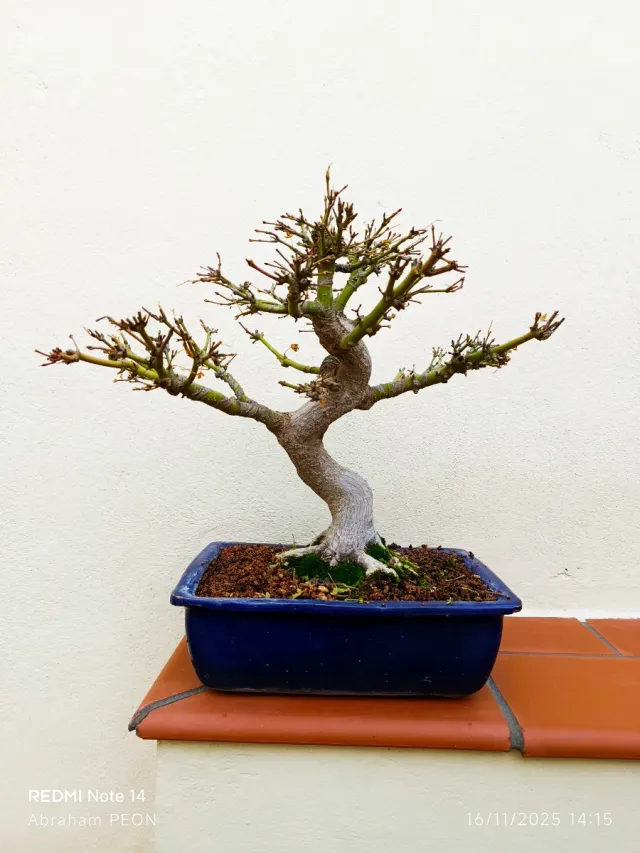 Acer yamamomiyi bonsai bien formado