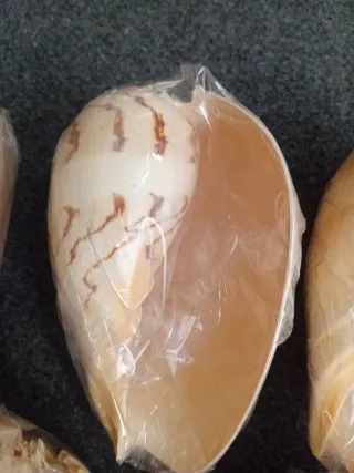 Lote 12 Conchas Caracolas Antiguas