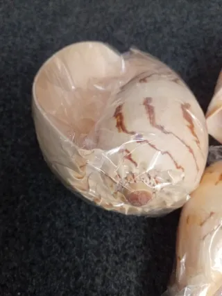 Lote 12 Conchas Caracolas Antiguas