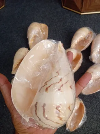 Lote 12 Conchas Caracolas Antiguas