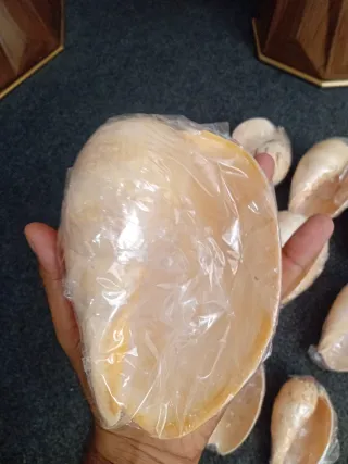 Lote 12 Conchas Caracolas Antiguas