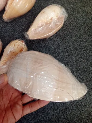 Lote 12 Conchas Caracolas Antiguas