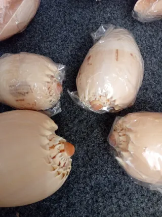 Lote 12 Conchas Caracolas Antiguas