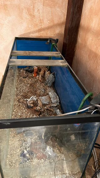 Pecera grande para terrario o reparar