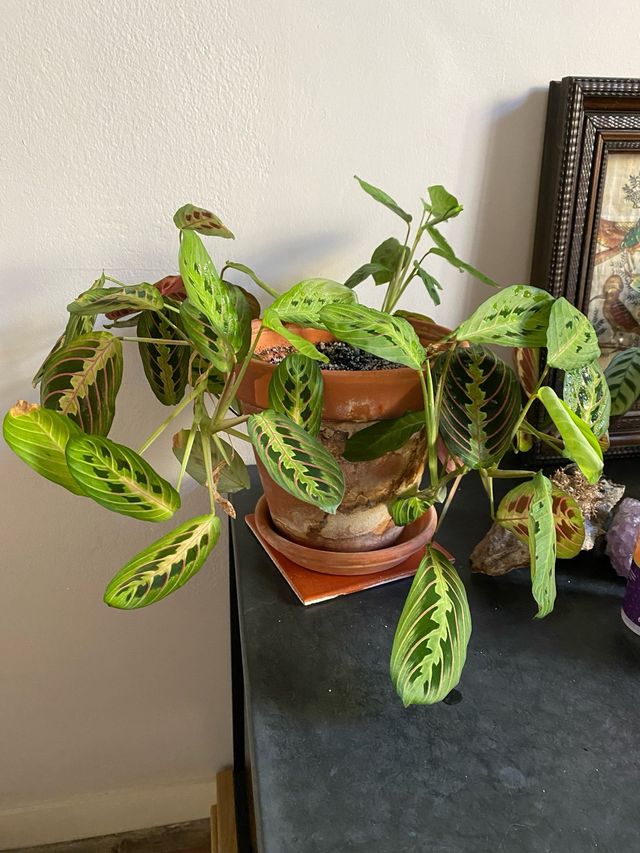 Maranta Leuconeura Planta sin envío venir a buscar