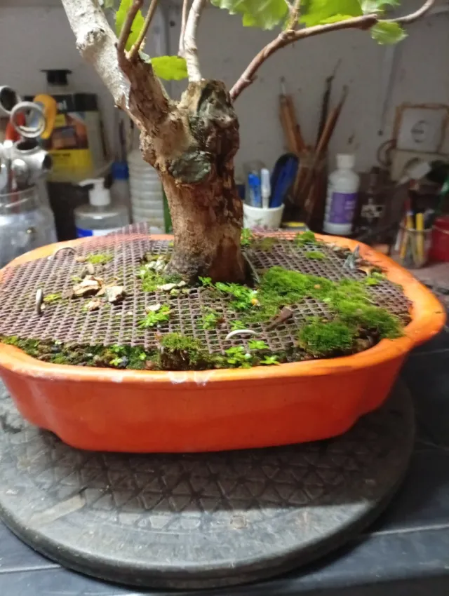 Bonsái Falsa Platanera, arce bianco