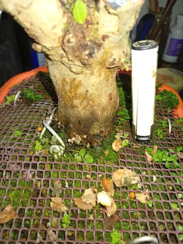 Bonsái Falsa Platanera, arce bianco