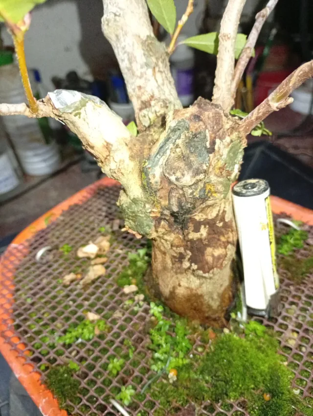 Bonsái Falsa Platanera, arce bianco