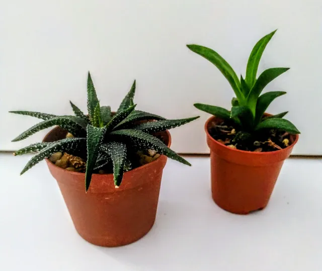 Lote 2 Cactus Haworthias