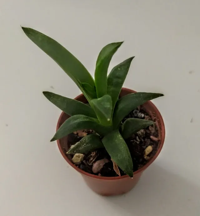 Lote 2 Cactus Haworthias