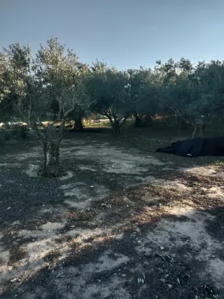 Parcelas en Aspe totalmente vallada